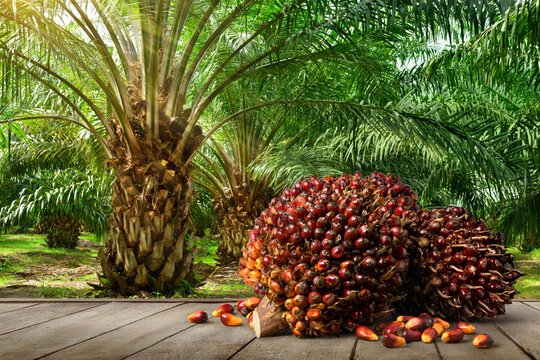 Palm-oil-tree